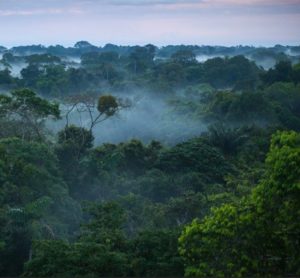 Amazonas: neues Priestertum