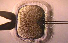 Embryonenhandelsverbot soll fallen letzter Tabubruch